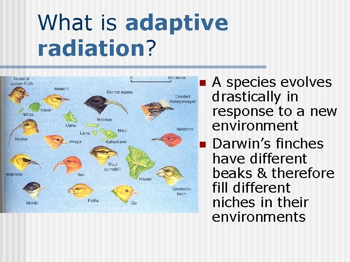 What is adaptive radiation? n n A species evolves drastically in response to a