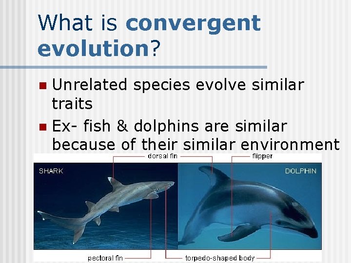 What is convergent evolution? Unrelated species evolve similar traits n Ex- fish & dolphins
