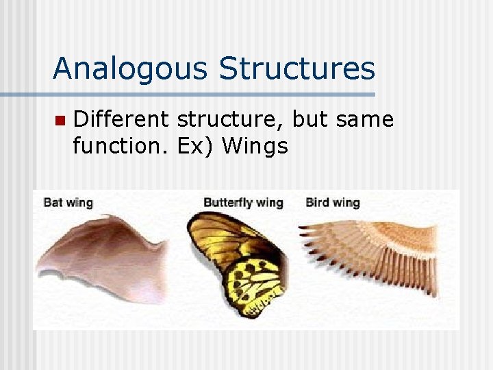 Analogous Structures n Different structure, but same function. Ex) Wings 