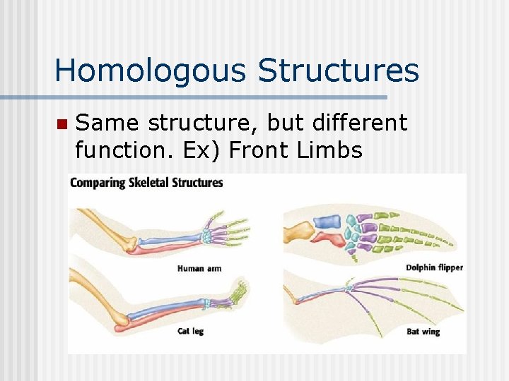 Homologous Structures n Same structure, but different function. Ex) Front Limbs 