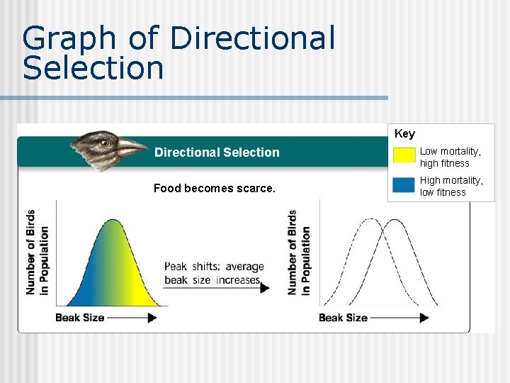 Graph of Directional Selection Key Directional Selection Food becomes scarce. Low mortality, high fitness