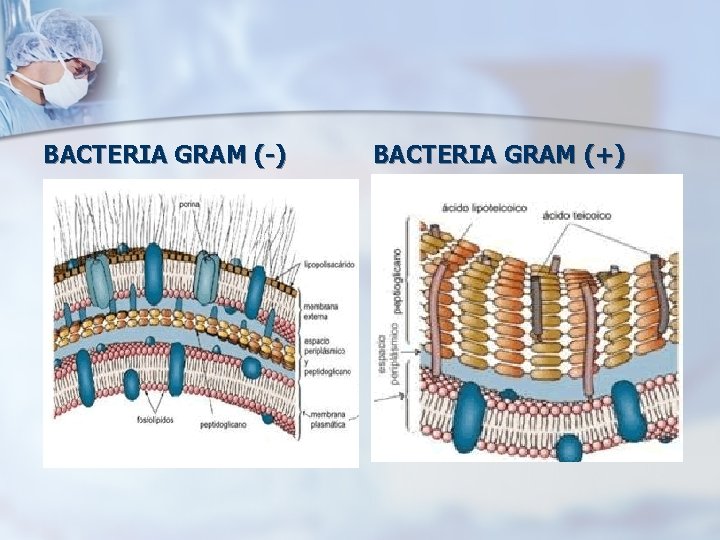 BACTERIA GRAM (-) BACTERIA GRAM (+) 