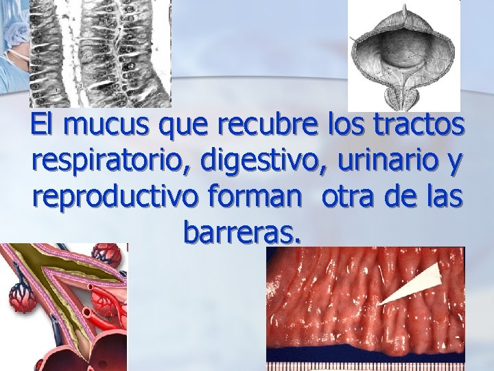 El mucus que recubre los tractos respiratorio, digestivo, urinario y reproductivo forman otra de