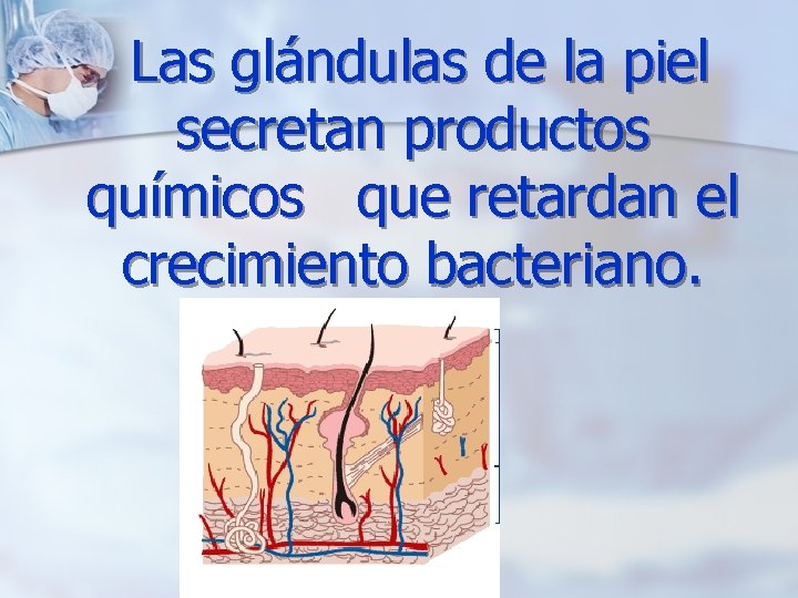 Las glándulas de la piel secretan productos químicos que retardan el crecimiento bacteriano. 