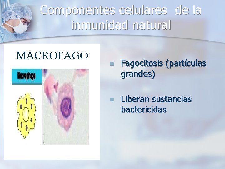 Componentes celulares de la inmunidad natural MACROFAGO n Fagocitosis (partículas grandes) n Liberan sustancias