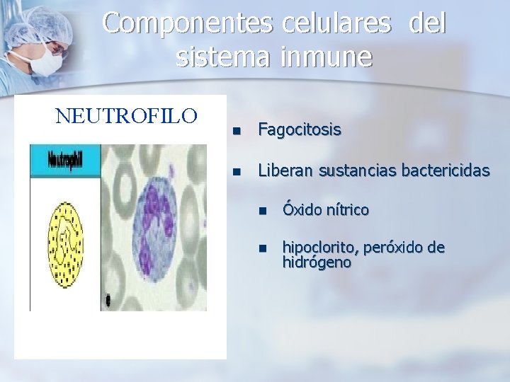 Componentes celulares del sistema inmune NEUTROFILO n Fagocitosis n Liberan sustancias bactericidas n Óxido