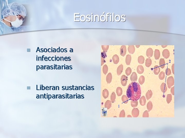 Eosinófilos n Asociados a infecciones parasitarias n Liberan sustancias antiparasitarias 