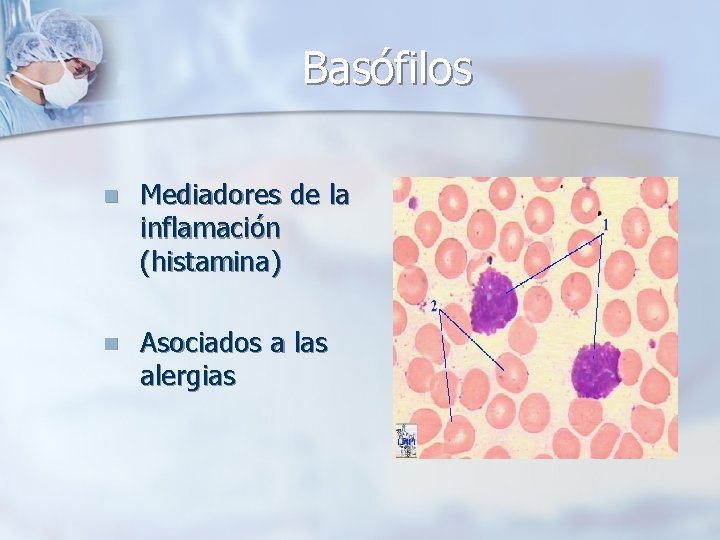 Basófilos n Mediadores de la inflamación (histamina) n Asociados a las alergias 