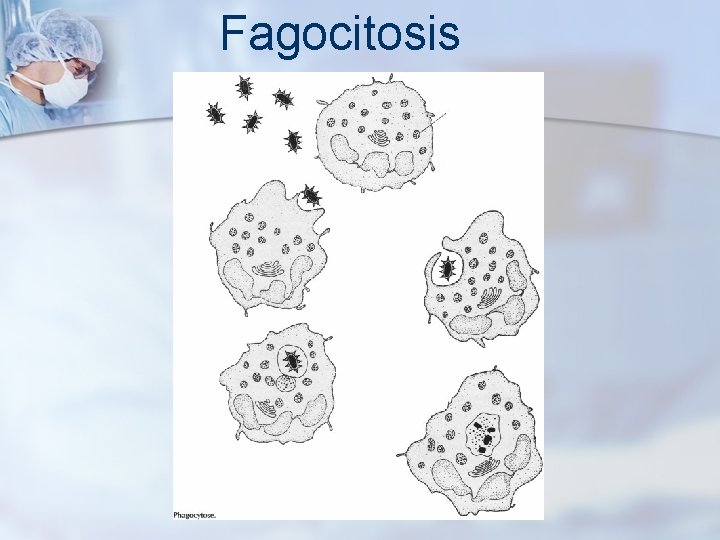 Fagocitosis 