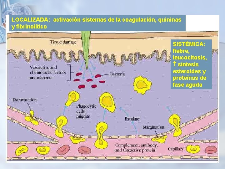 LOCALIZADA: activación sistemas de la coagulación, quininas y fibrinolítico SISTÉMICA: fiebre, leucocitosis, síntesis esteroides