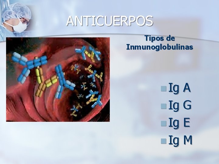 ANTICUERPOS Tipos de Inmunoglobulinas n Ig A n Ig G n Ig E n