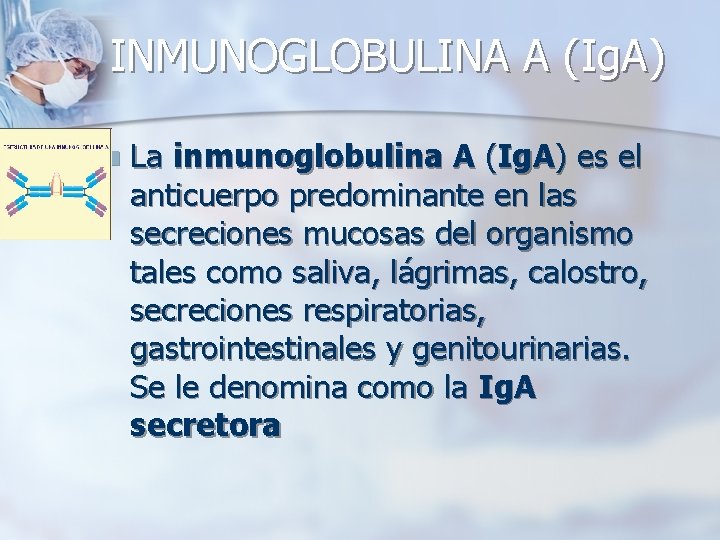 INMUNOGLOBULINA A (Ig. A) n La inmunoglobulina A (Ig. A) es el anticuerpo predominante