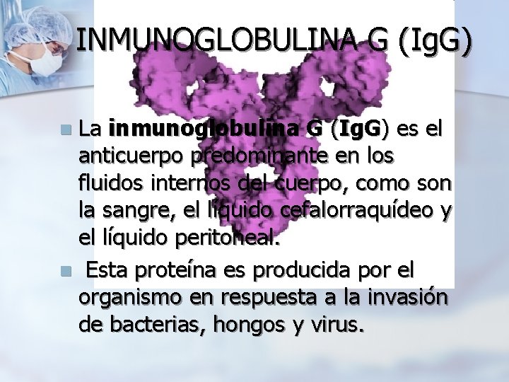 INMUNOGLOBULINA G (Ig. G) La inmunoglobulina G (Ig. G) es el anticuerpo predominante en