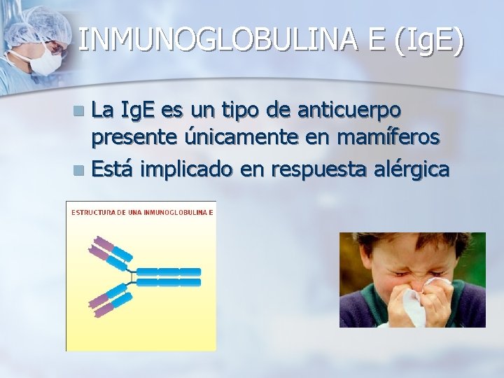 INMUNOGLOBULINA E (Ig. E) La Ig. E es un tipo de anticuerpo presente únicamente