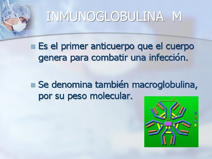 INMUNOGLOBULINA M n Es el primer anticuerpo que el cuerpo genera para combatir una