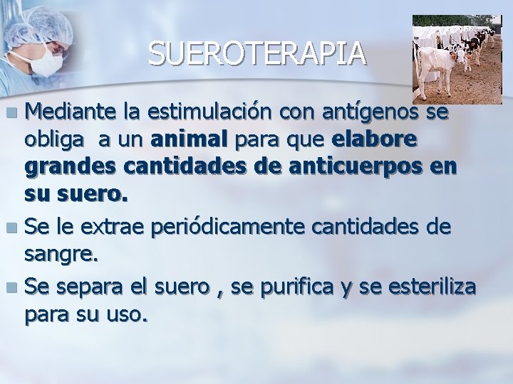 SUEROTERAPIA Mediante la estimulación con antígenos se obliga a un animal para que elabore