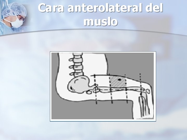 Cara anterolateral del muslo 