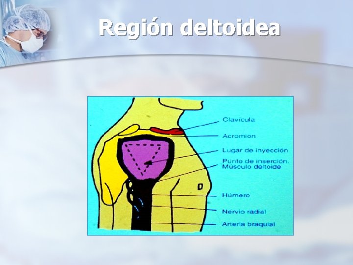 Región deltoidea 