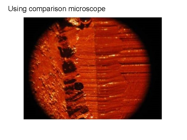 Using comparison microscope 