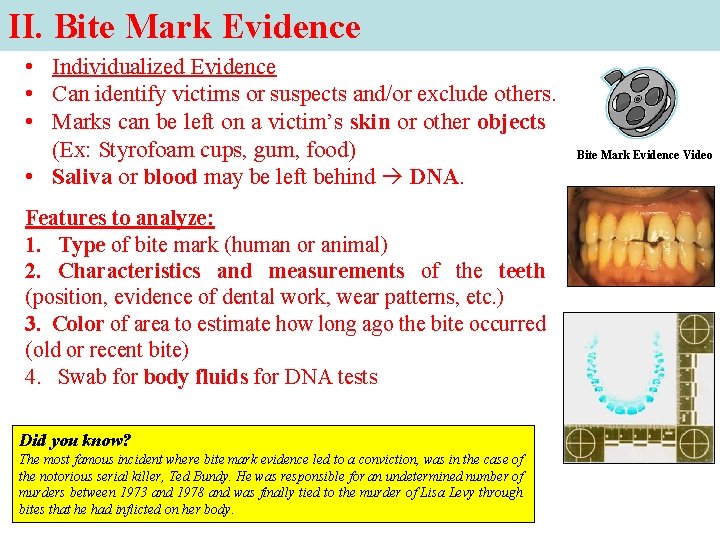 II. Bite Mark Evidence • Individualized Evidence • Can identify victims or suspects and/or