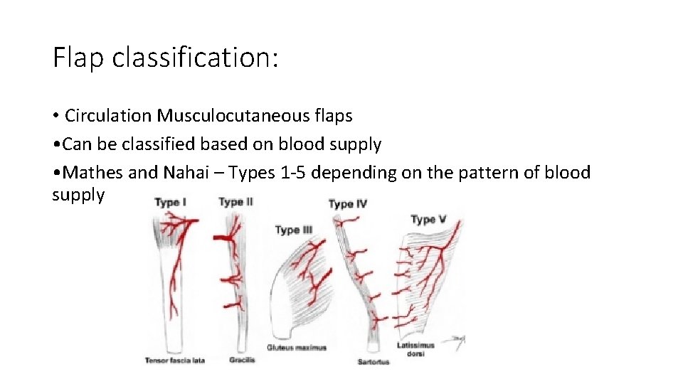 Flap classification: • Circulation Musculocutaneous flaps • Can be classified based on blood supply