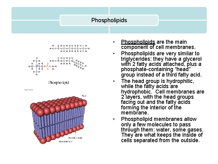 Phospholipids • • Phospholipids are the main component of cell membranes. Phospholipids are very
