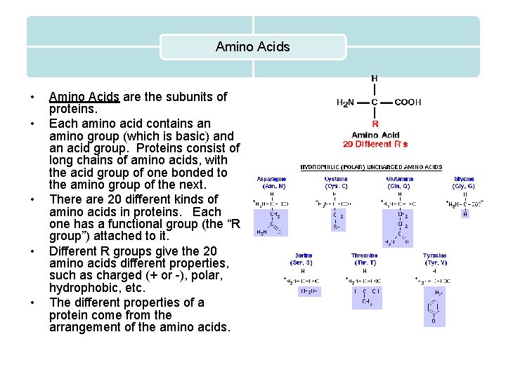 Amino Acids • • • Amino Acids are the subunits of proteins. Each amino