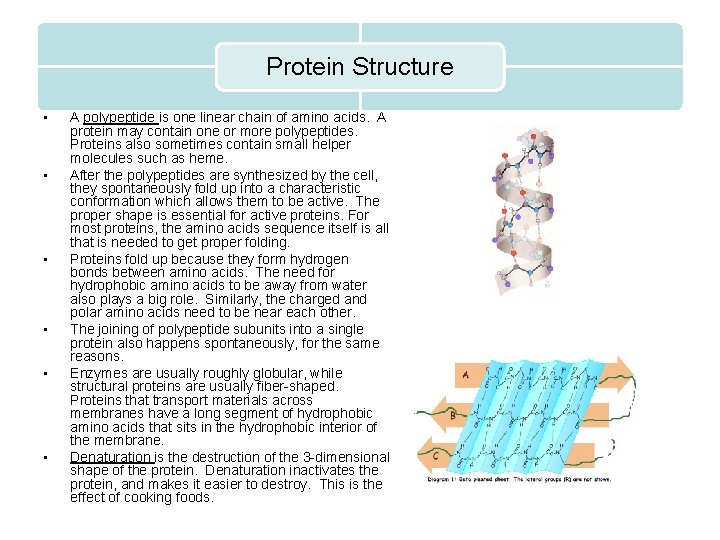 Protein Structure • • • A polypeptide is one linear chain of amino acids.