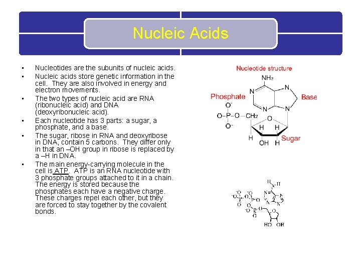 Nucleic Acids • • • Nucleotides are the subunits of nucleic acids. Nucleic acids