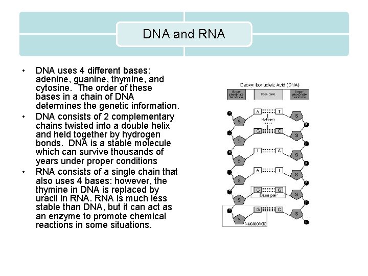 DNA and RNA • • • DNA uses 4 different bases: adenine, guanine, thymine,