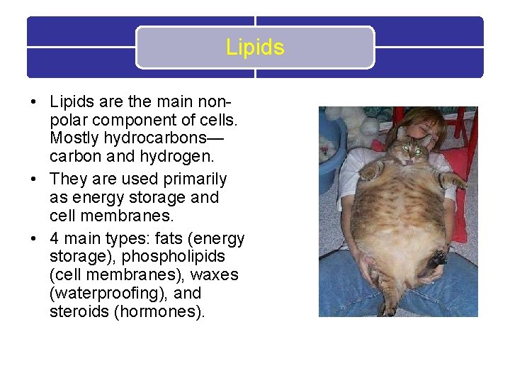Lipids • Lipids are the main nonpolar component of cells. Mostly hydrocarbons— carbon and