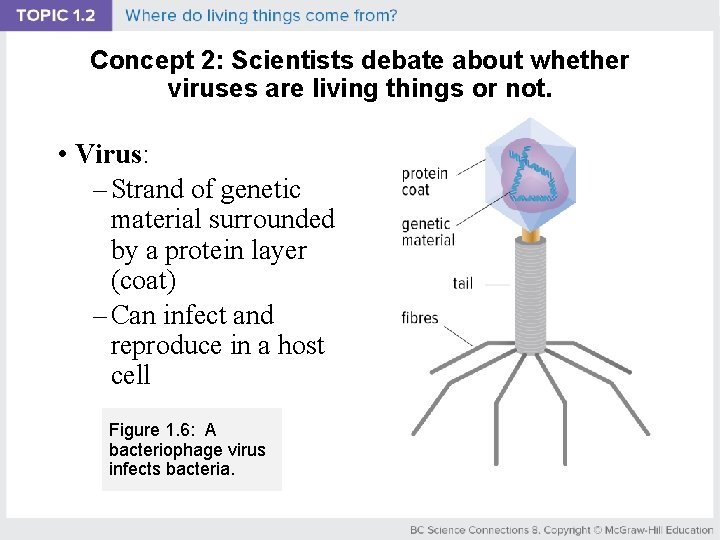 Concept 2: Scientists debate about whether viruses are living things or not. • Virus: