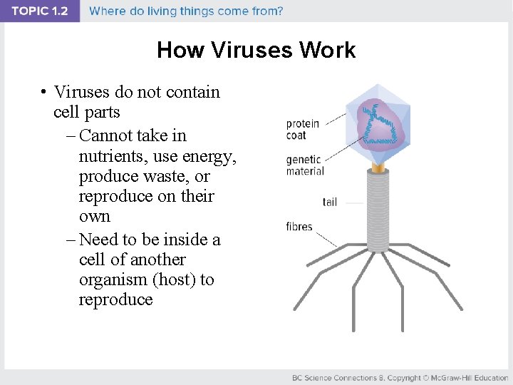 How Viruses Work • Viruses do not contain cell parts – Cannot take in