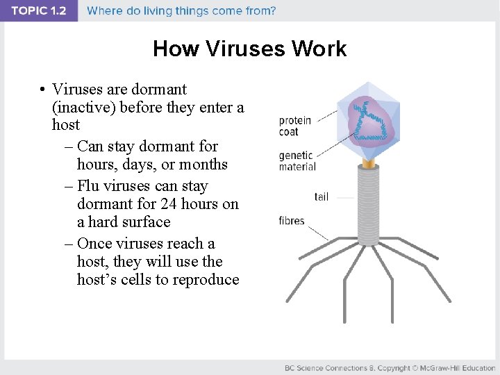 How Viruses Work • Viruses are dormant (inactive) before they enter a host –