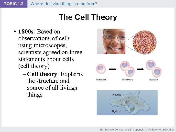 The Cell Theory • 1800 s: Based on observations of cells using microscopes, scientists