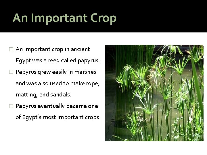 An Important Crop � An important crop in ancient Egypt was a reed called