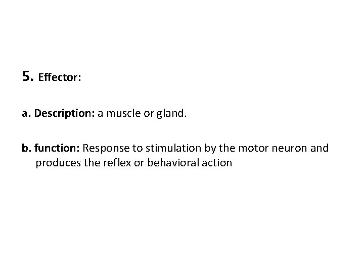 5. Effector: a. Description: a muscle or gland. b. function: Response to stimulation by