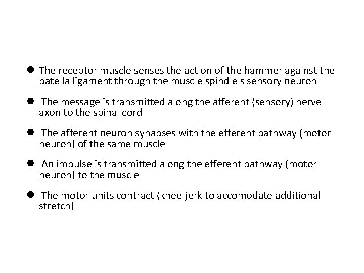  The receptor muscle senses the action of the hammer against the patella ligament