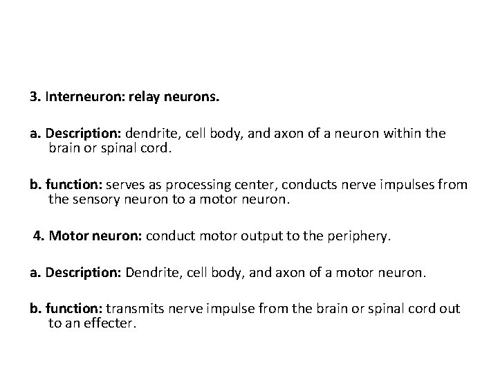 3. Interneuron: relay neurons. a. Description: dendrite, cell body, and axon of a neuron