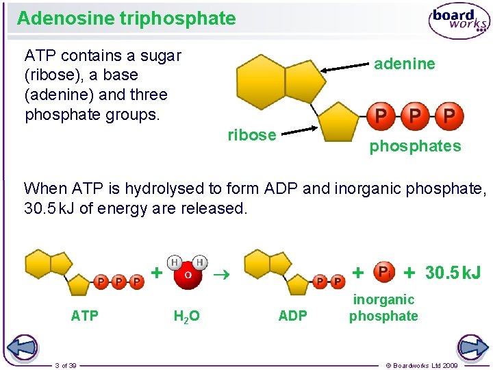 Adenosine triphosphate ATP contains a sugar (ribose), a base (adenine) and three phosphate groups.