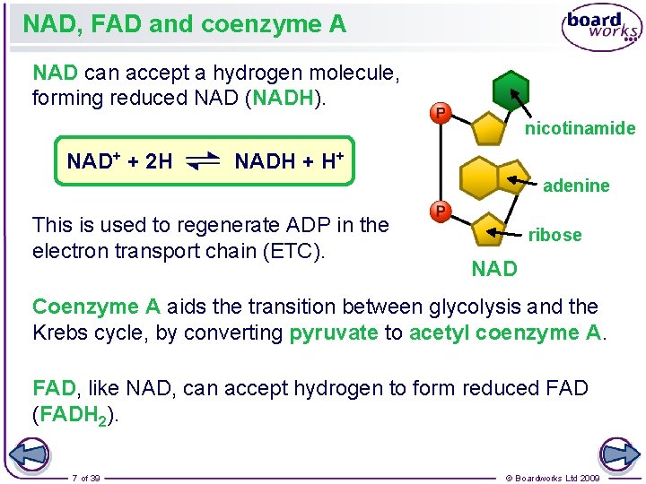 NAD, FAD and coenzyme A NAD can accept a hydrogen molecule, forming reduced NAD