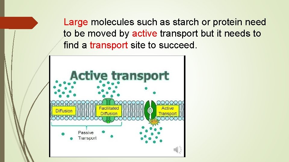 Large molecules such as starch or protein need to be moved by active transport