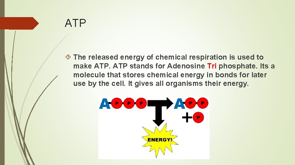 ATP The released energy of chemical respiration is used to make ATP stands for