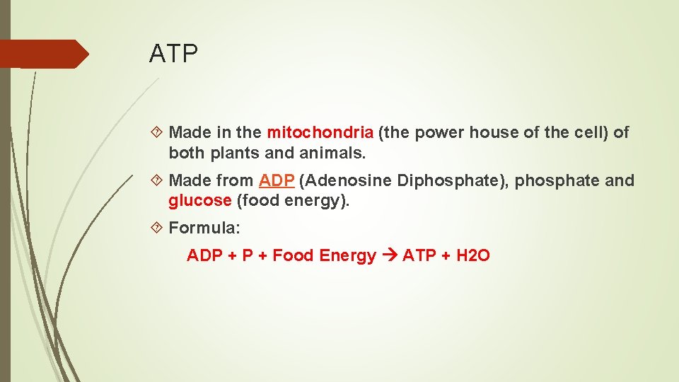 ATP Made in the mitochondria (the power house of the cell) of both plants ATP Made in the mitochondria (the power house of the cell) of both plants
