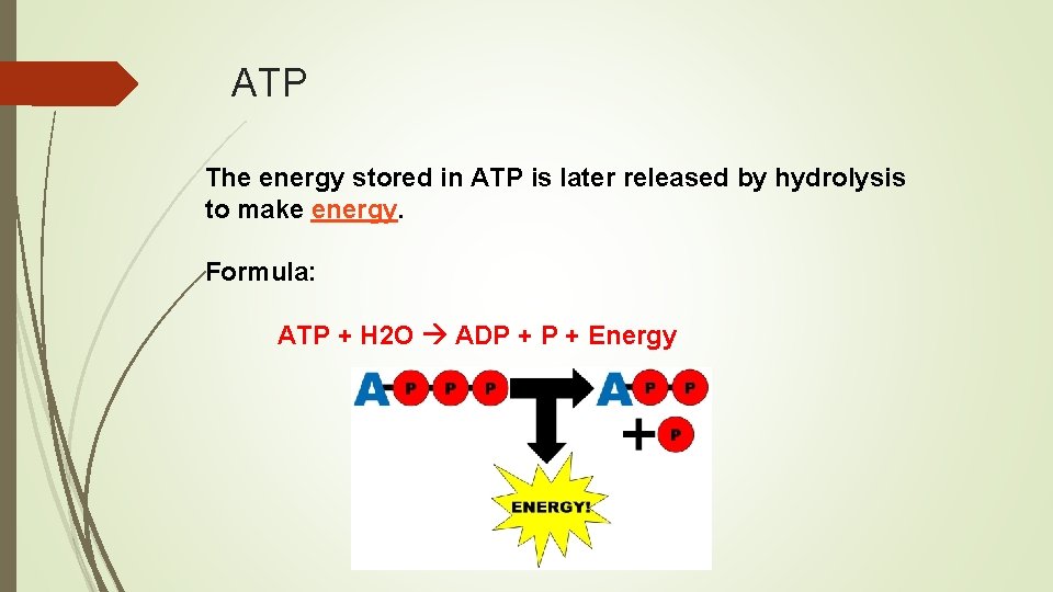 ATP The energy stored in ATP is later released by hydrolysis to make energy.