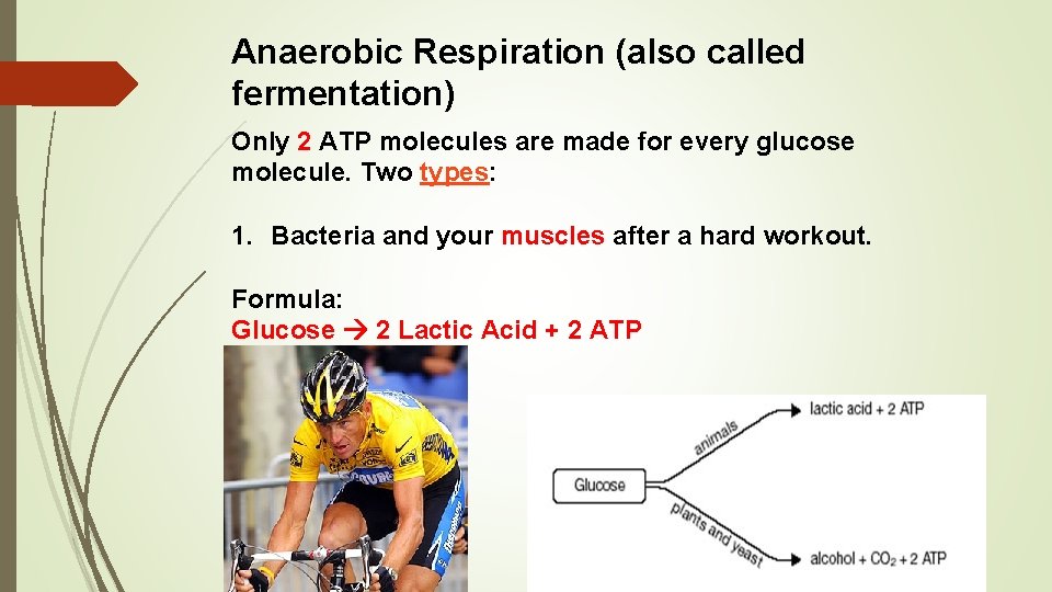 Anaerobic Respiration (also called fermentation) Only 2 ATP molecules are made for every glucose Anaerobic Respiration (also called fermentation) Only 2 ATP molecules are made for every glucose