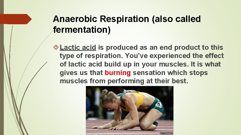 Anaerobic Respiration (also called fermentation) Lactic acid is produced as an end product to