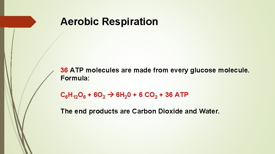 Aerobic Respiration 36 ATP molecules are made from every glucose molecule. Formula: C 6