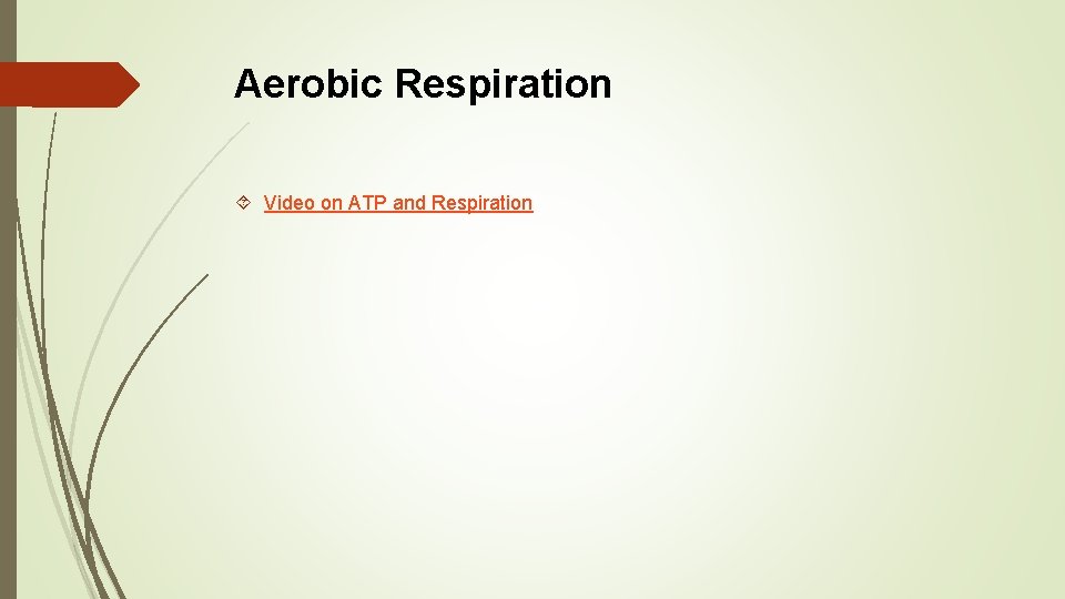 Aerobic Respiration Video on ATP and Respiration 