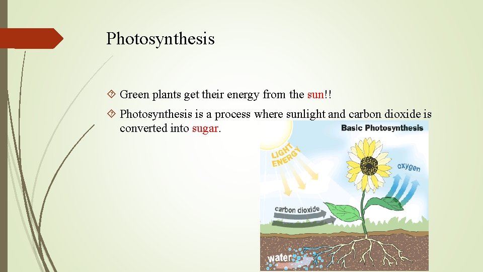 Photosynthesis Green plants get their energy from the sun!! Photosynthesis is a process where